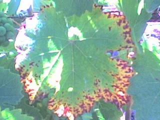Leaf